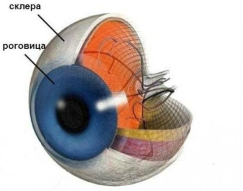 Орган зрения - анатомическое строение глаза человека, его функции и особенности физиологии органа