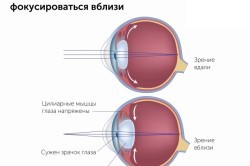 Капли для снятия спазма аккомодации: лечение глазными каплями