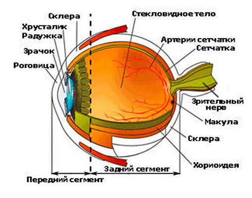 Подвывих (сублюксация) и вывих (люксация) хрусталика в стекловидное тело глаза