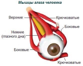 Очки Бейтса для лечения глаз - описание, показания к применению и отзывы