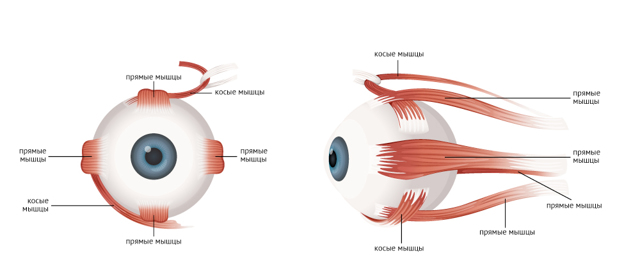 Диплопия глаза: причины, симптомы и эффективные методы лечения заболевания