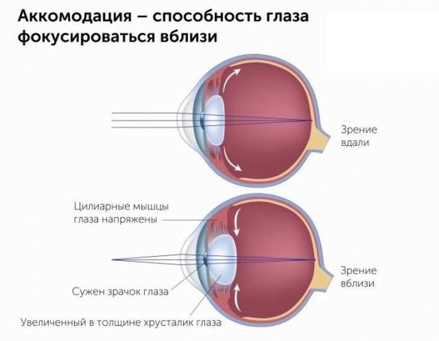Аккомодация глаза и методы её определения